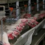 Алтайскую птицефабрику обязали вернуть субсидию из-за нарушений