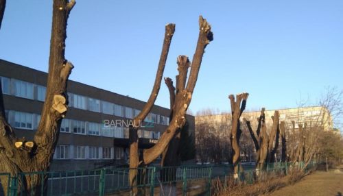 Барнаульцы возмущены варварской обработкой деревьев возле школы