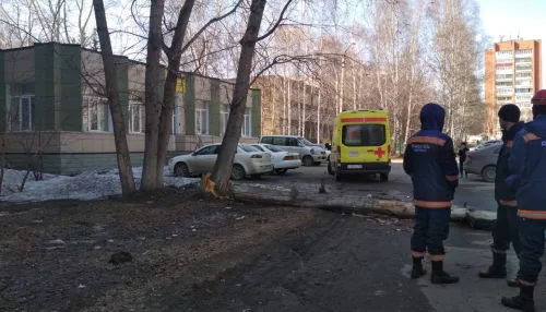 Барнаульского чиновника судят за гибель пенсионера под упавшим деревом