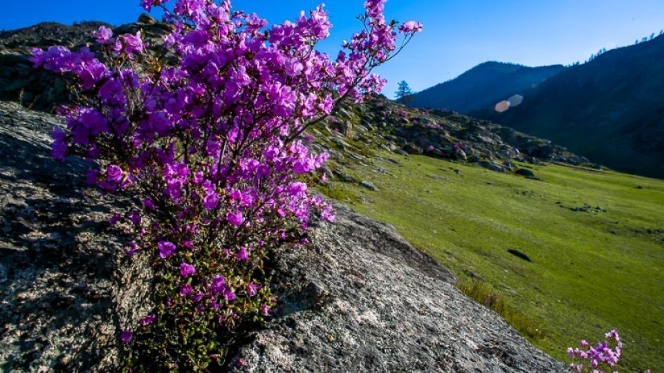 Как цветет маральник фото