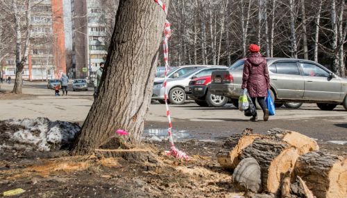 Место гибели барнаульца от упавшего дерева продолжает угрожать горожанам