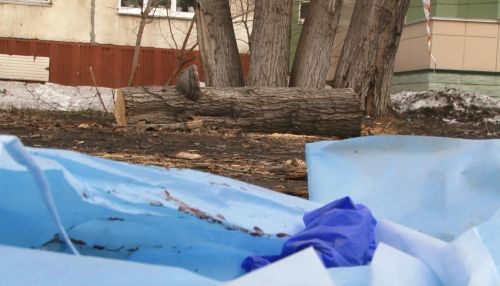 В Барнауле на прохожего упало дерево: мужчина скончался