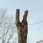 Остался только пень: дерево-убийцу спилили в Барнауле