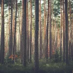 Алтайский край оказался в лидерах по восстановлению леса