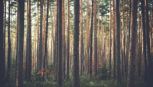 Алтайский край оказался в лидерах по восстановлению леса