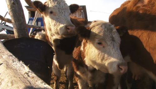Спецрепортаж: как ветеринары следят за здоровьем животных в Алтайском крае