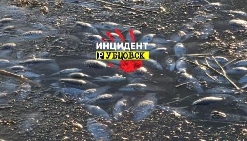 Массовый мор рыбы произошел на озере у Рубцовска