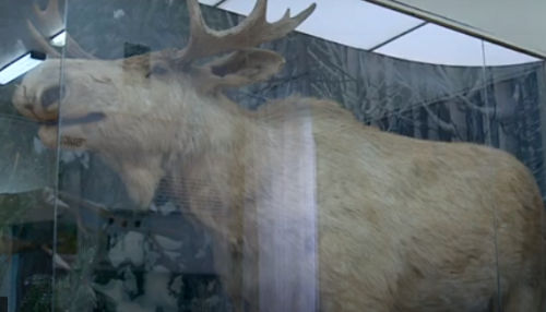 Беляш и Саша Белый: на Алтае выбирают имя лосю из Краеведческого музея