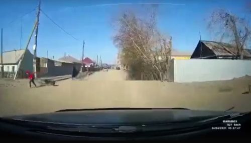 В Алтайском крае автомобилисты отбили ребенка от стаи собак
