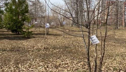 Меня скоро убьют: в роще Барнаула заговорили деревья