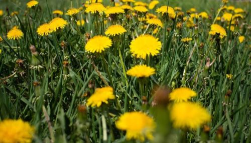 Алтайские синоптики дали предварительный прогноз погоды на лето