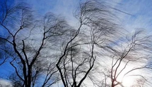 МЧС предупредило об усилении ветра 25 октября в Алтайском крае