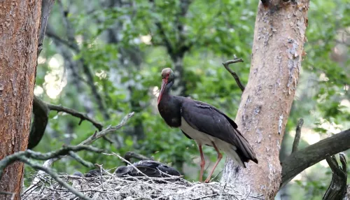 Алтайские орнитологи борются за спасение краснокнижных аистов