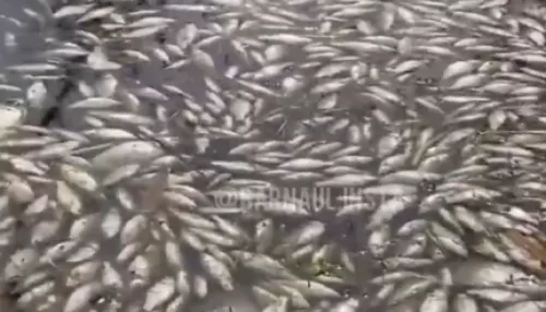 На озере под Барнаулом произошла массовая гибель рыбы