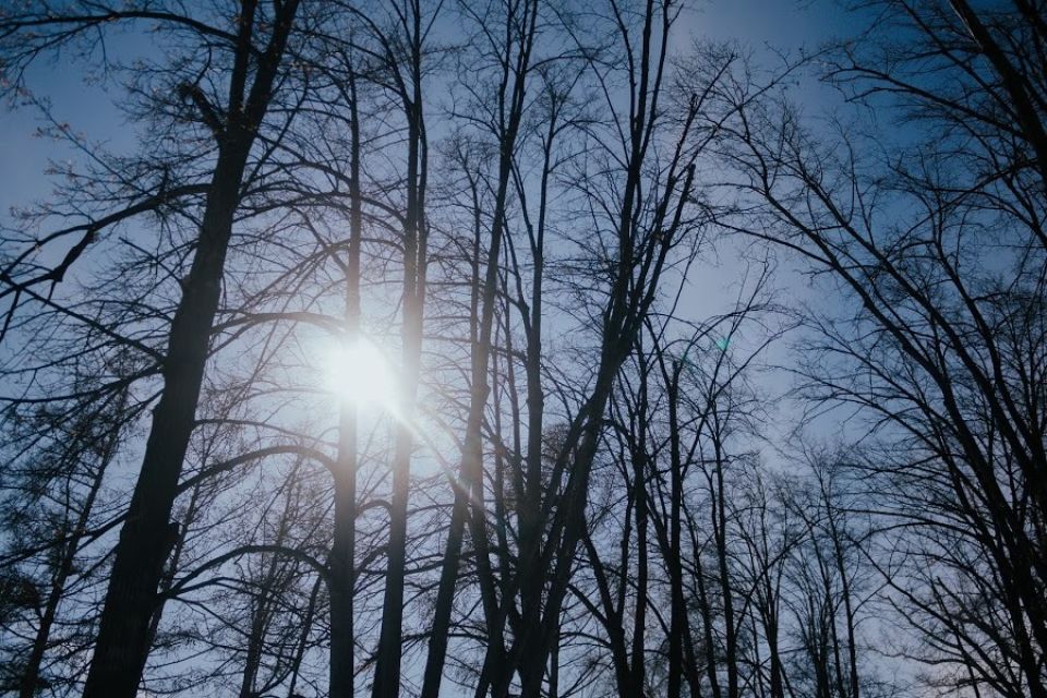Солнце. Деревья