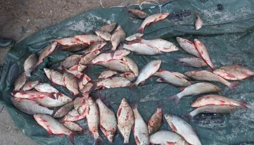 В Алтайском крае поймали рыбака-браконьера с уловом