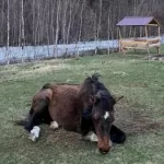 В Горном Алтае спасли из реки ожеребившуюся кобылу, но хозяева не забрали ее