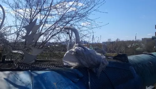 Барнаульцы решат, куда переселятся лебеди с моста на Новом рынке