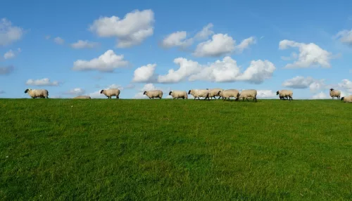 Пастух заявил, что съел 15 овец у алтайского фермера