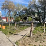 Полиция выяснит, кто обрезал яблони на проспекте Строителей в Барнауле