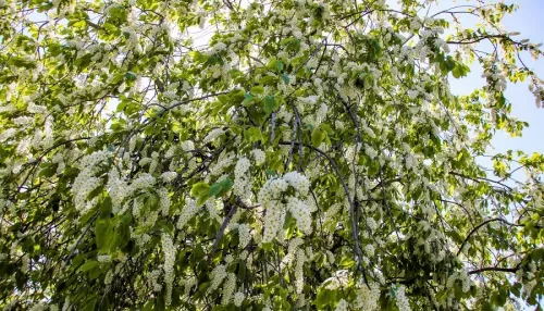 Все белым бело: в Барнауле в середине мая зацвели яблоня, черемуха и сирень