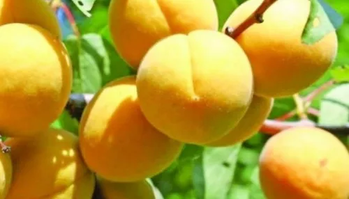 Абрикос Снегирек – как правильная обрезка влияет на урожайность