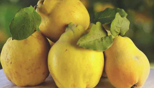 Как вырастить айву и чем отличается от айвы обыкновенной