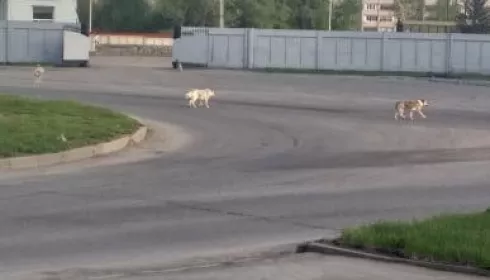 Бродячие собаки нападают на детей в микрорайоне Бийска