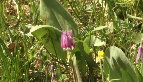 На Алтае зацвёл кандык. В чем уникальность растения