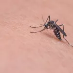 Много или мало: сколько комаров в этом году будет в Алтайском крае