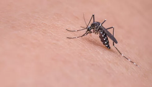 Топ-10 фактов о комарах: посмотрите на этих насекомых в другом свете