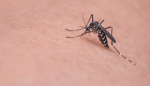 Роспотребнадзор: двукратная численность комаров в июне на Алтае - еще не пик