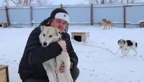 Владелец приюта намерен за свой счет ловить бездомных собак в Рубцовске