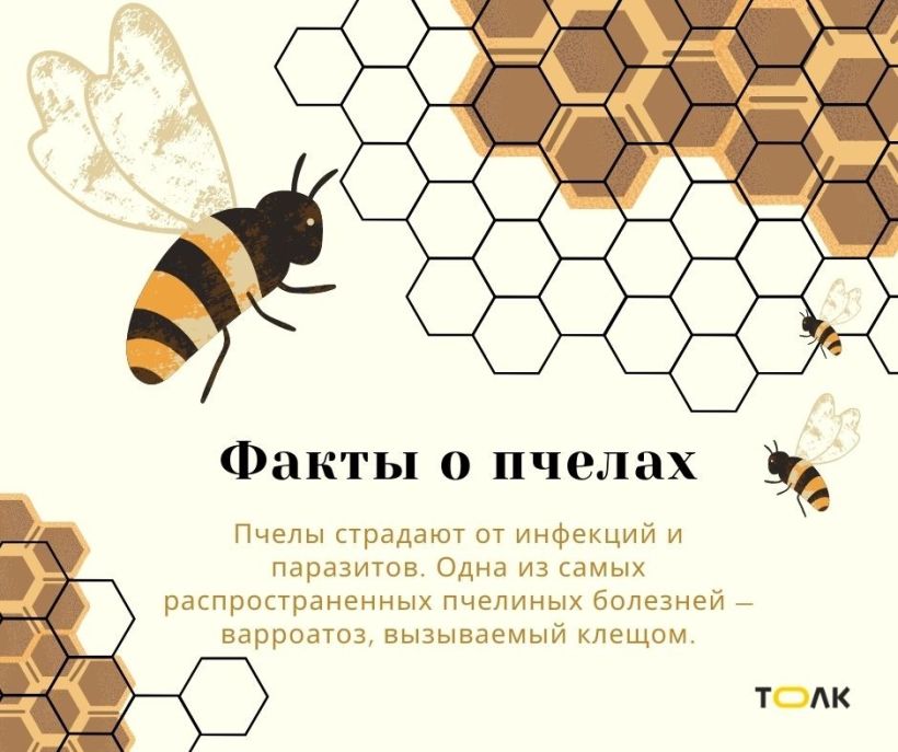 Факты о пчелах Фото:Мария Трубина