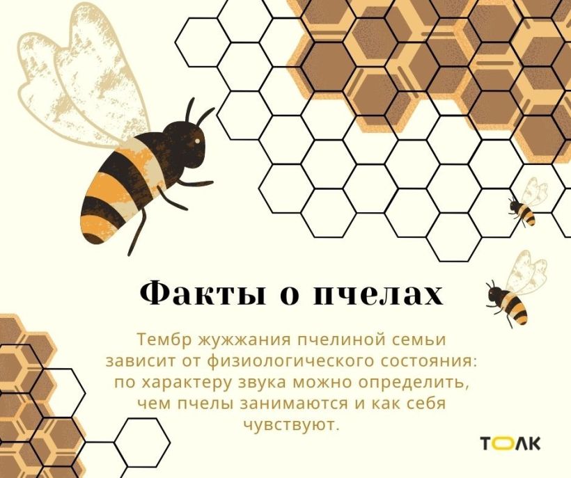 Факты о пчелах Фото:Мария Трубина