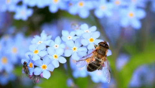 Всемирный день пчел: почему так важны эти насекомые и какую пользу приносят
