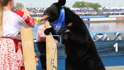 Медведь Топтыша поучаствовал в открытии барнаульского этапа Кубка мира по гребле