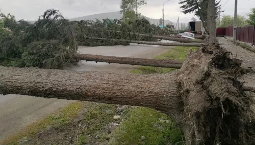 Из-за шквалистого ветра семь деревьев штабелями упали на автодорогу на Алтае