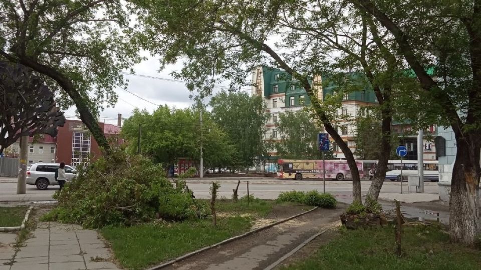 Рубки деревьев в центре Барнаула