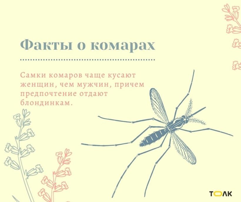 Факты о комарах Фото:Мария Трубина