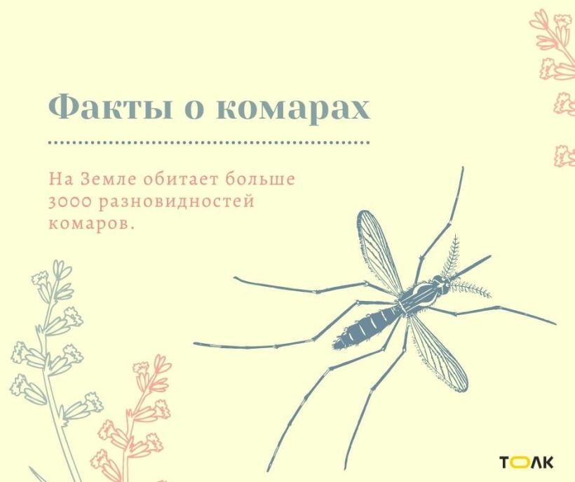 Факты о комарах Фото:Мария Трубина