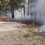 Спасатели защитили алтайский поселок от подступающего лесного пожара