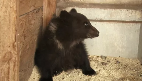 Маленького мишку приютили на страусином ранчо в Барнауле