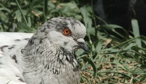 Городские голуби: почему не стоит их кормить и чем они опасны