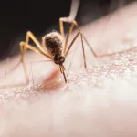 Специалисты предрекли Барнаулу огромное количество комаров летом