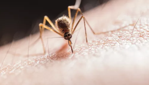 Комары и мошки продолжат атаковать жителей Алтайского края как минимум до осени