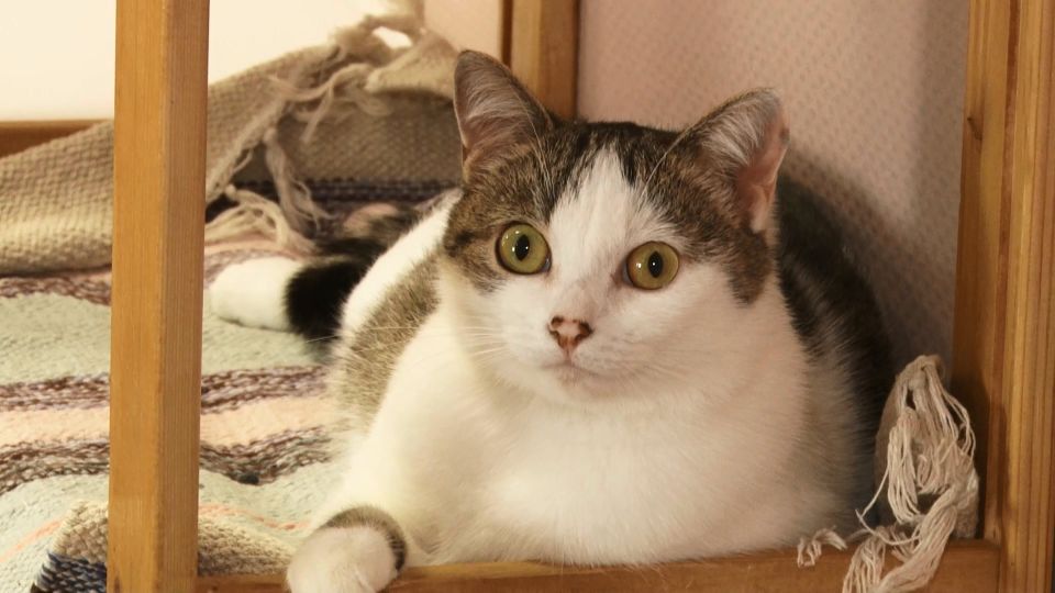 Кошка
