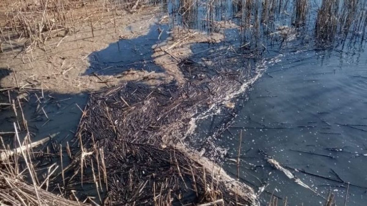 Жители Новоалтайска два года не могут остановить загрязнение реки  
