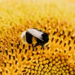 На алтайской пасеке ввели карантин из-за больных пчел