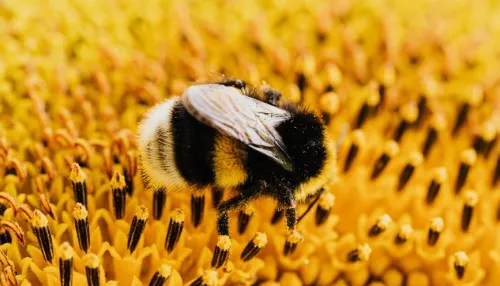 Из-за отравления пестицидами на пасеках Алтайского края начали гибнуть пчелы